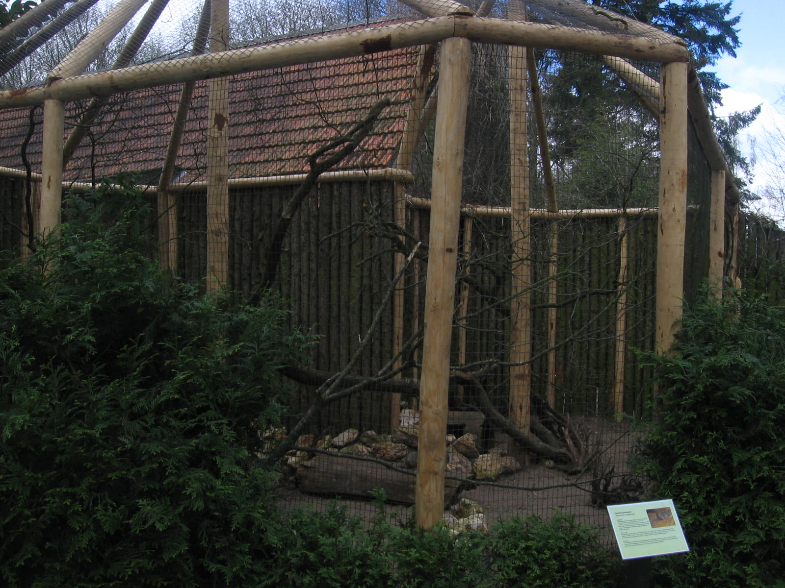 Narrow striped mungo's