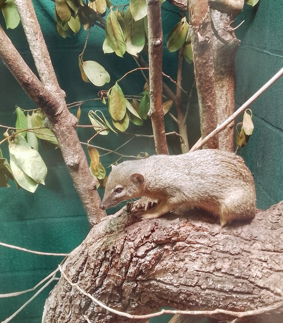 Narrow-striped Vontsira 010625