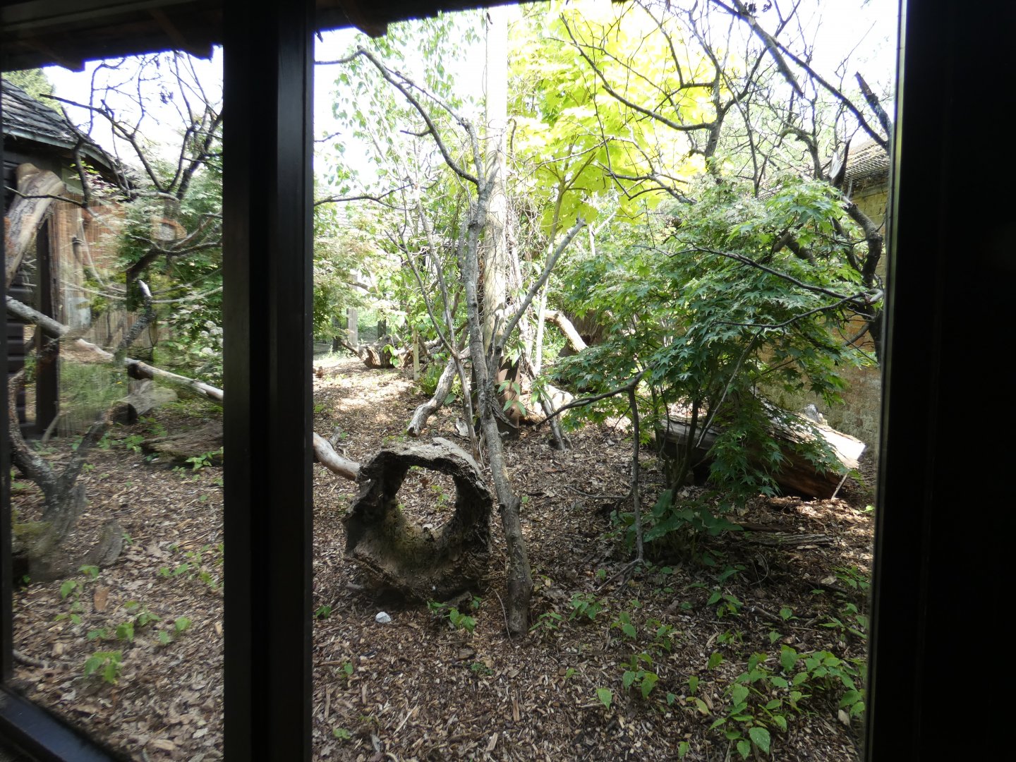 Narrow-striped vontsira enclosure