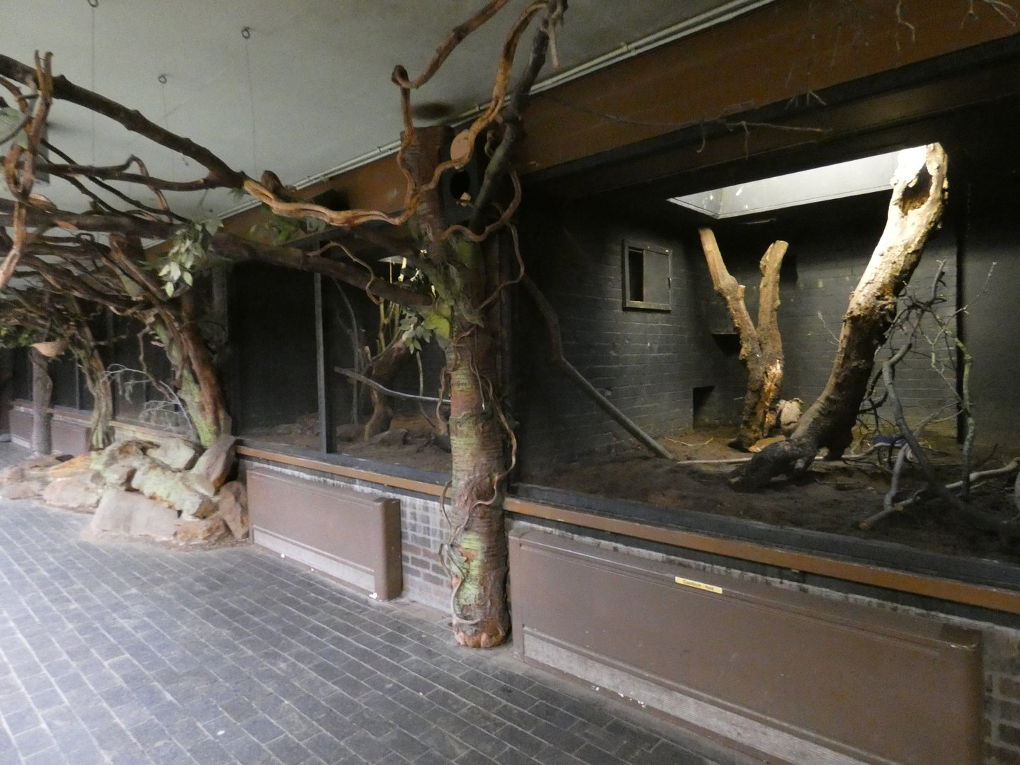 Narrow-striped vontsira enclosure