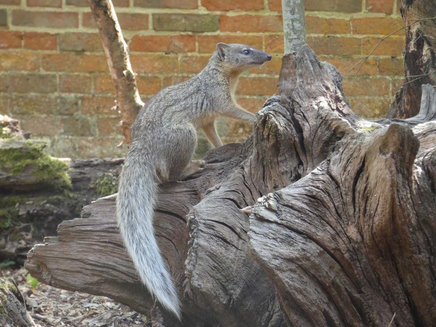 Narrow-striped vontsira