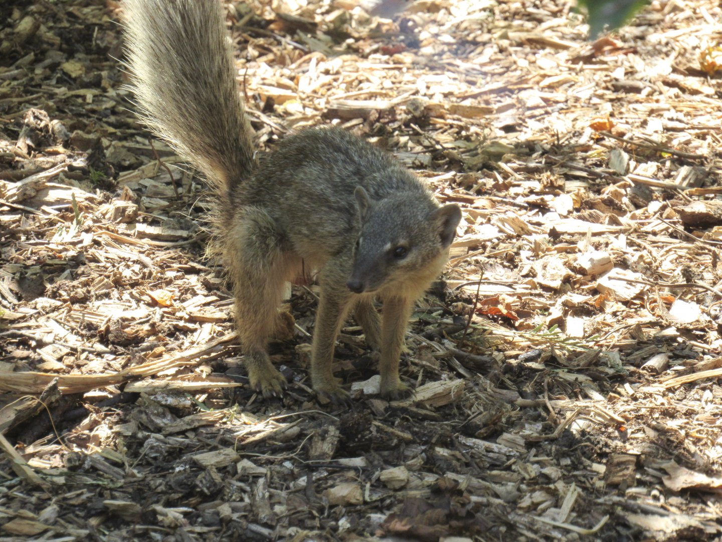 Narrow-Striped Vontsira