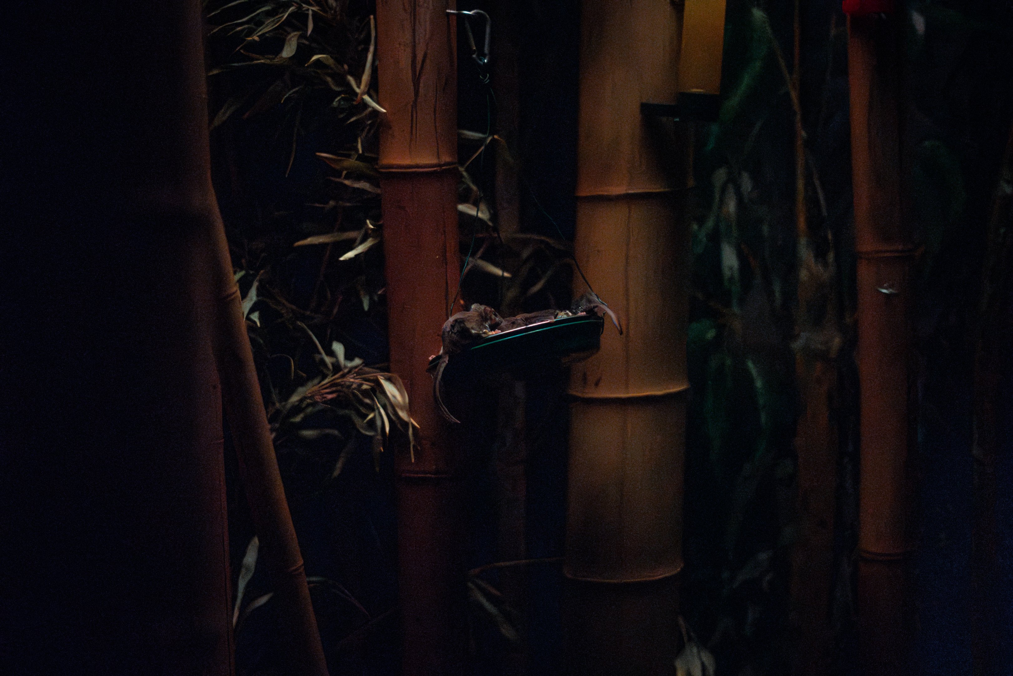 Narrow-toed Feather-tailed Glider