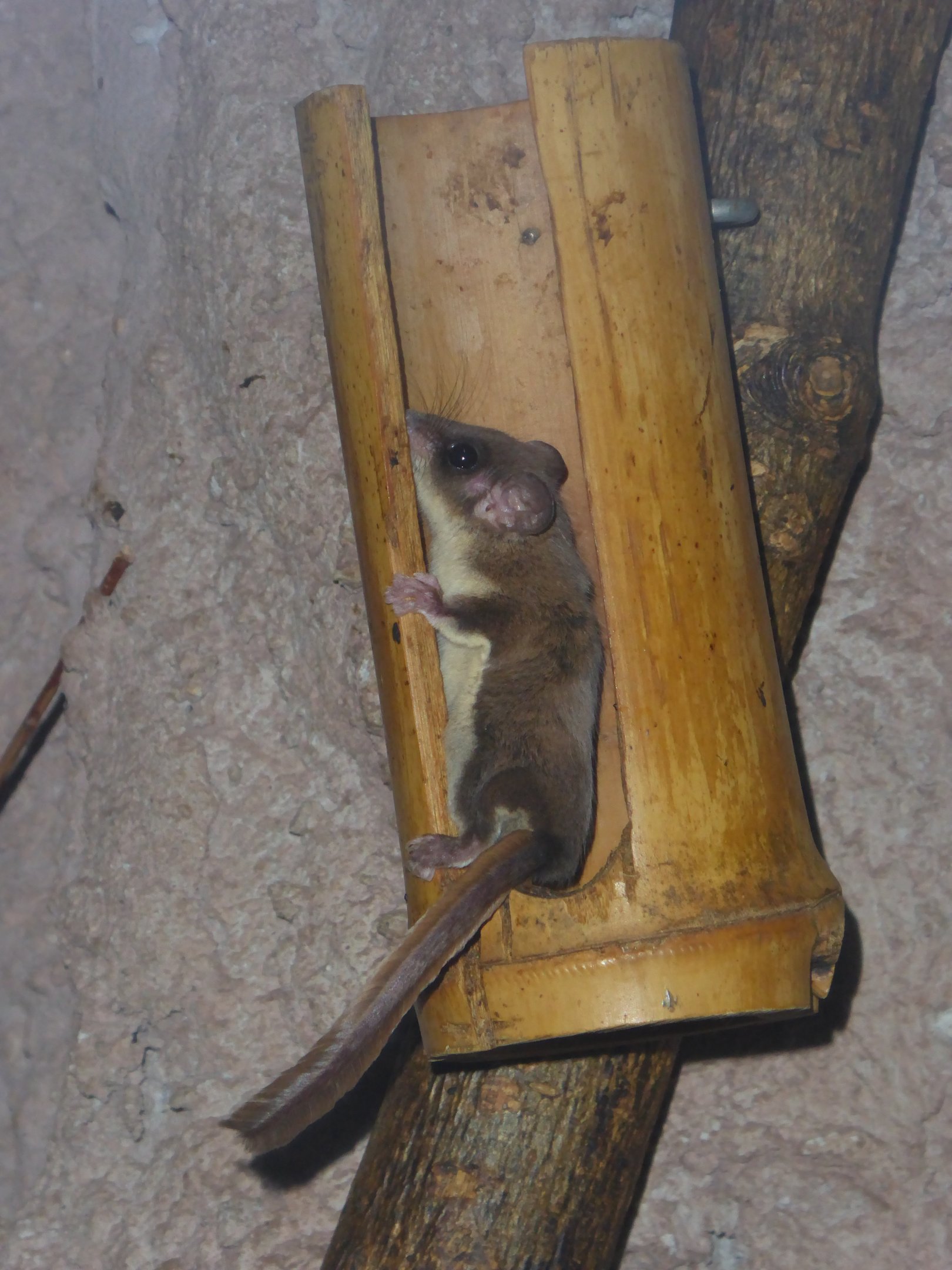 Narrow-toed Feathertail Glider (Acrobates pygmaeus) at Dierenpark Amersfoort - 12 February 2018