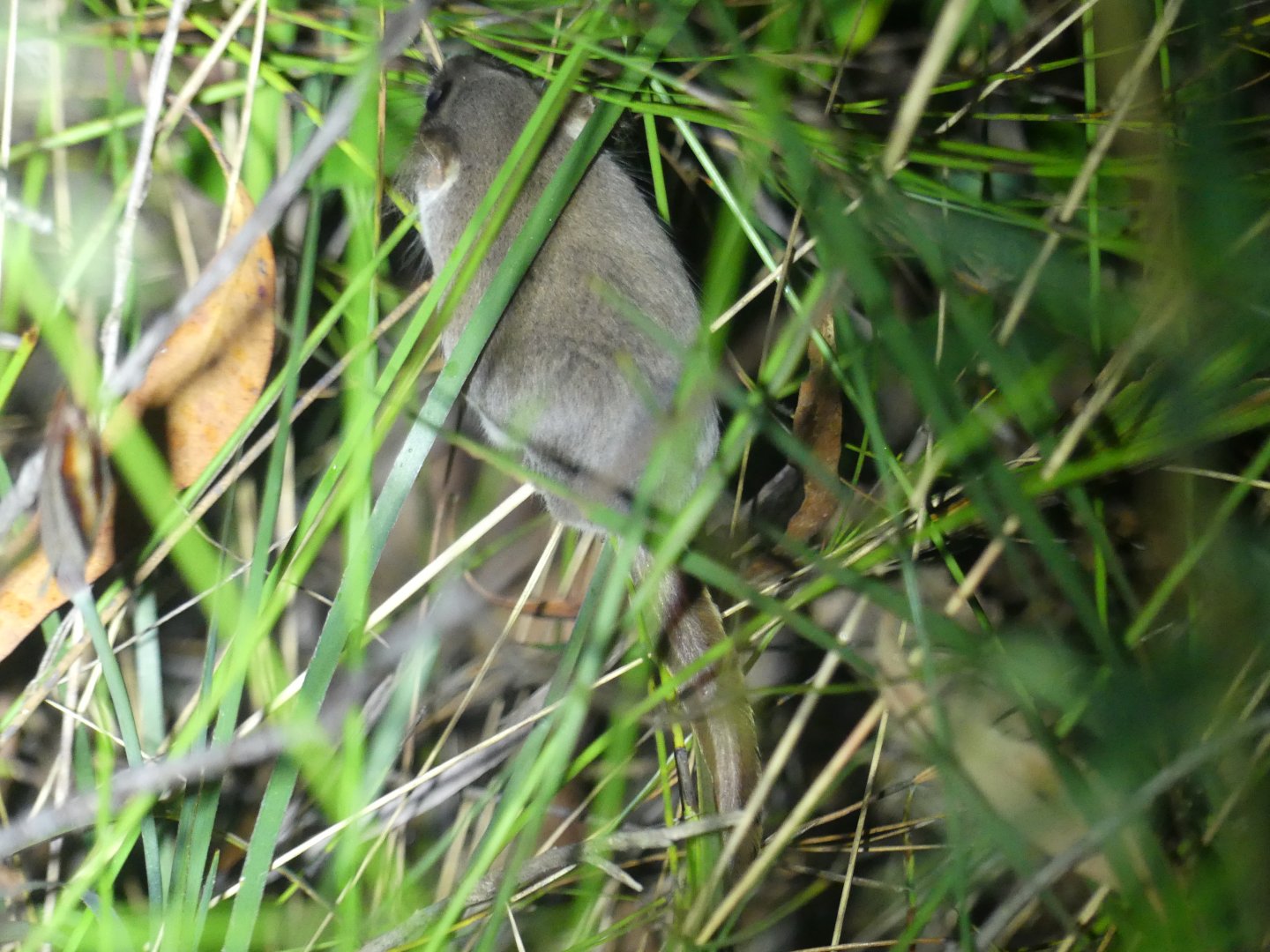Narrow-toed Feathertail Glider (Acrobates pygmaeus)