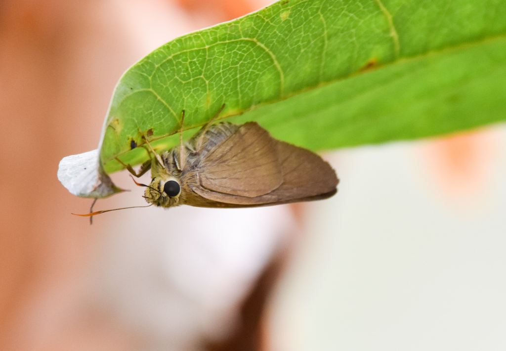 Narrow-winged Awl, Badamia exclamationis