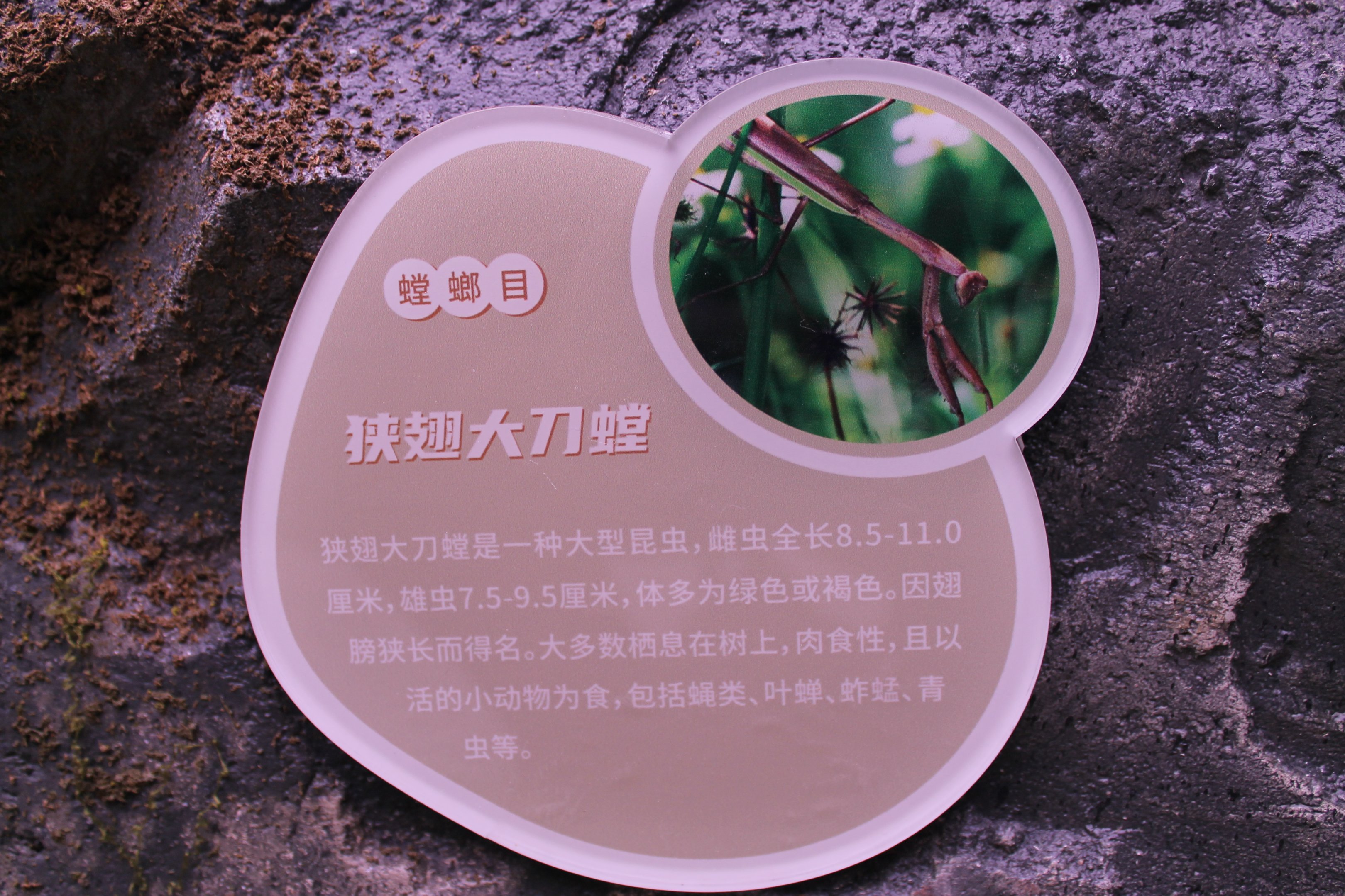 Narrow-winged Mantis (Tenodera angustipennis) signage