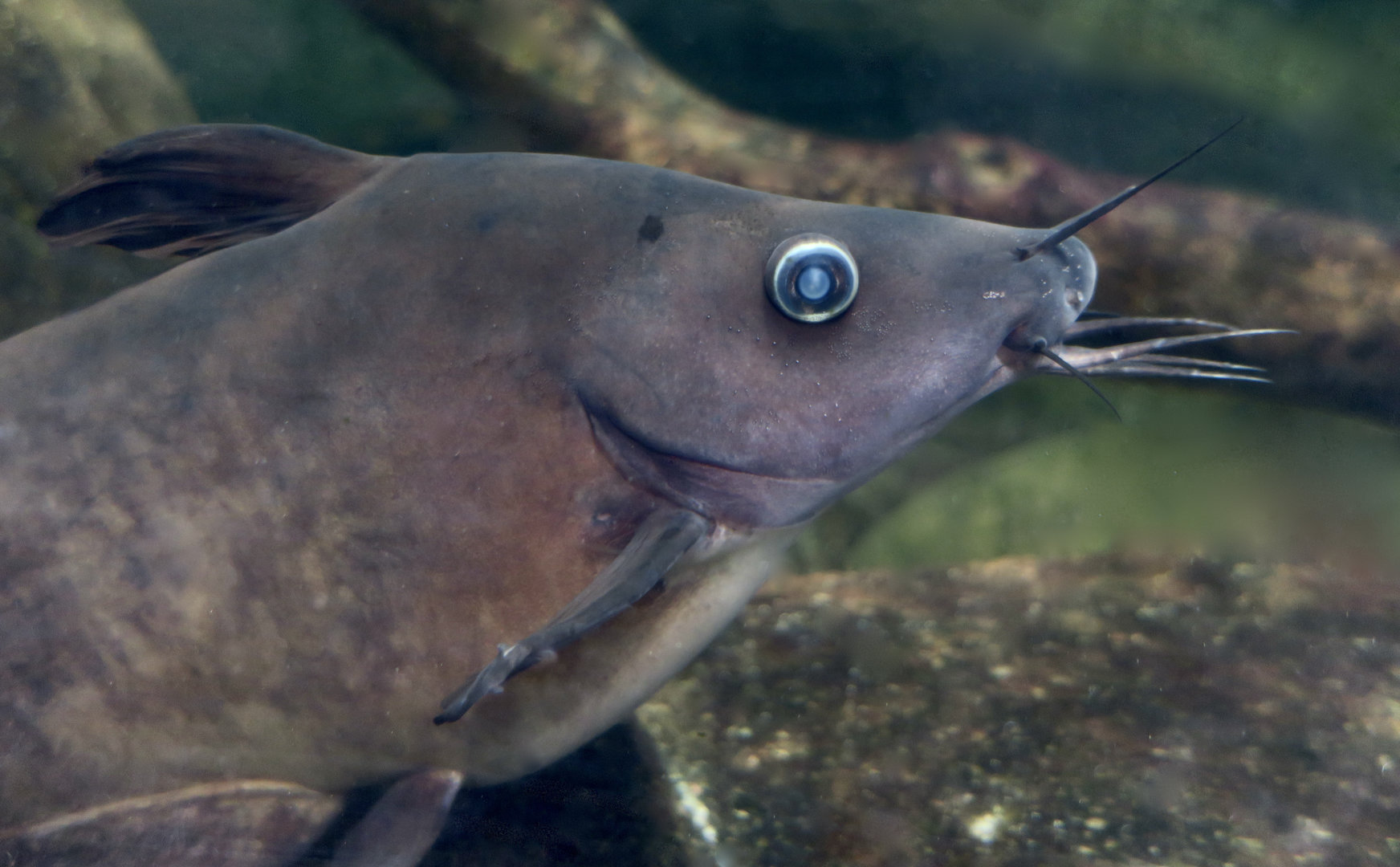 Narrowfront Tandan (Neosilurus ater)