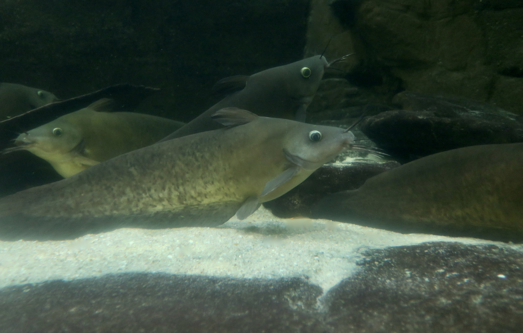 Narrowfront Tandan (Neosilurus ater)