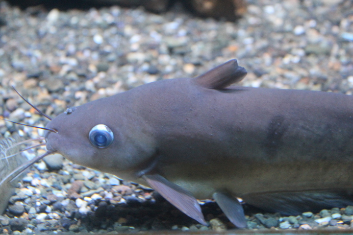 Narrowfront tandan (Neosilurus ater)