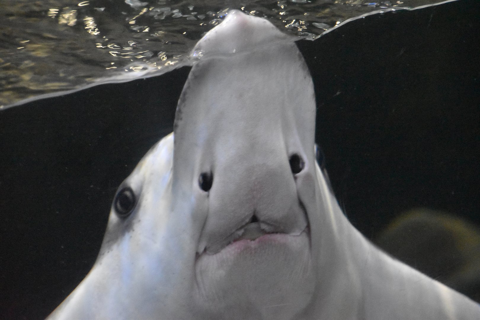 Naru eagle ray, Aetobatus narutobiei