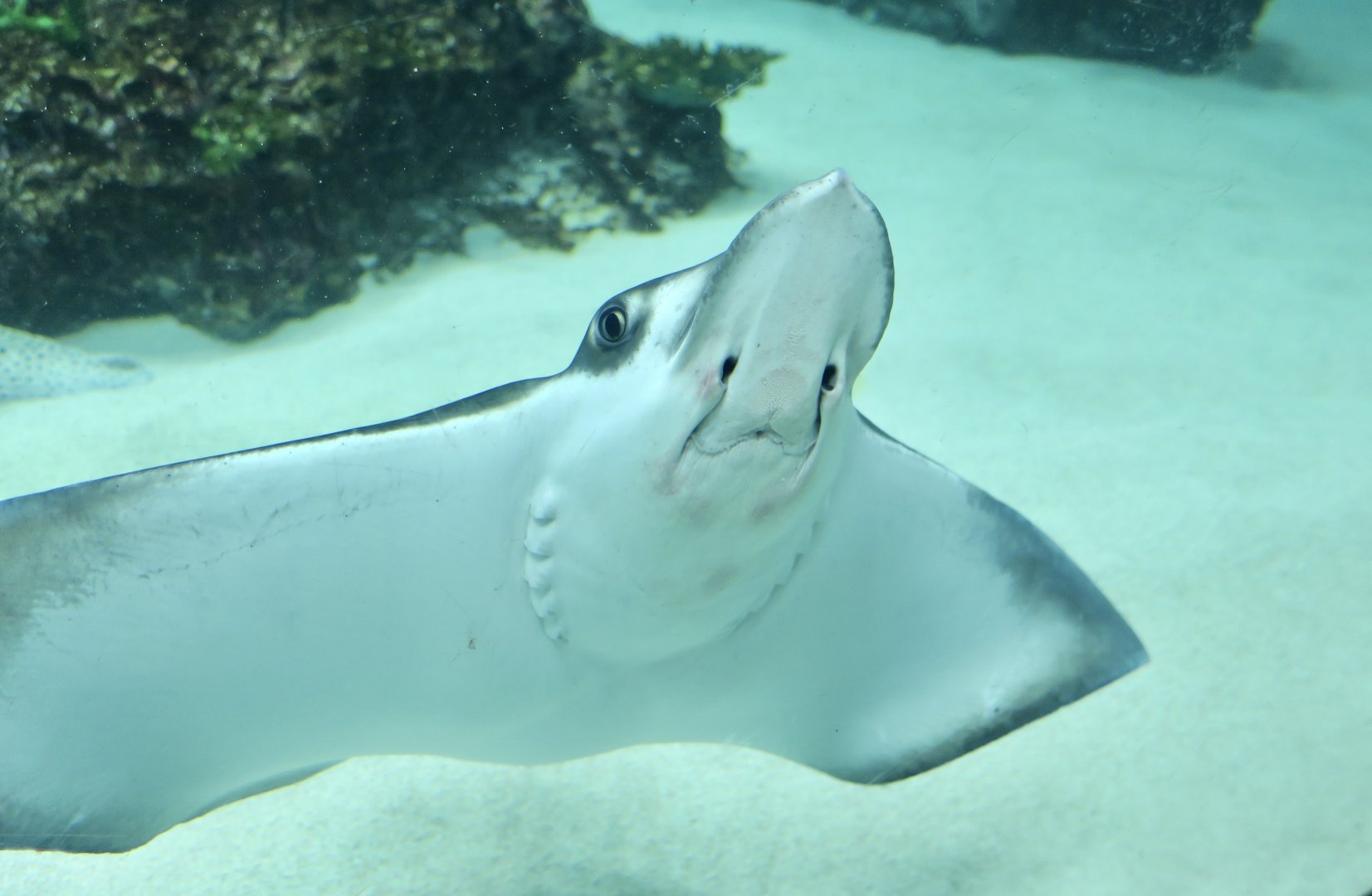 Naru Eagle Ray (Aetobatus narutobiei)