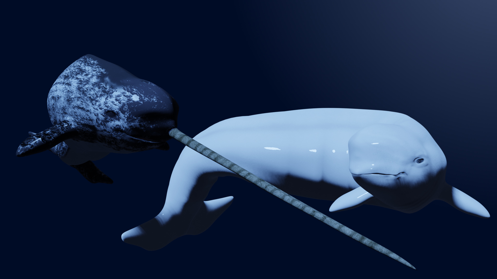 Narwhal and Beluga