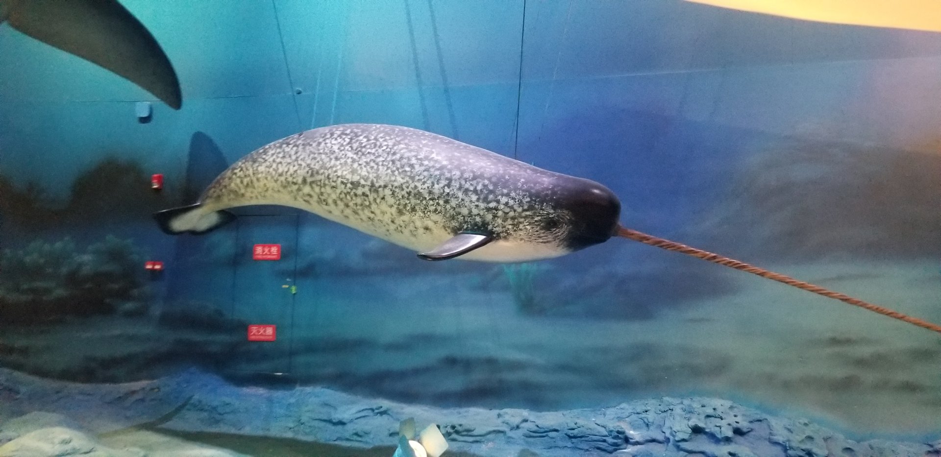 Narwhal Model