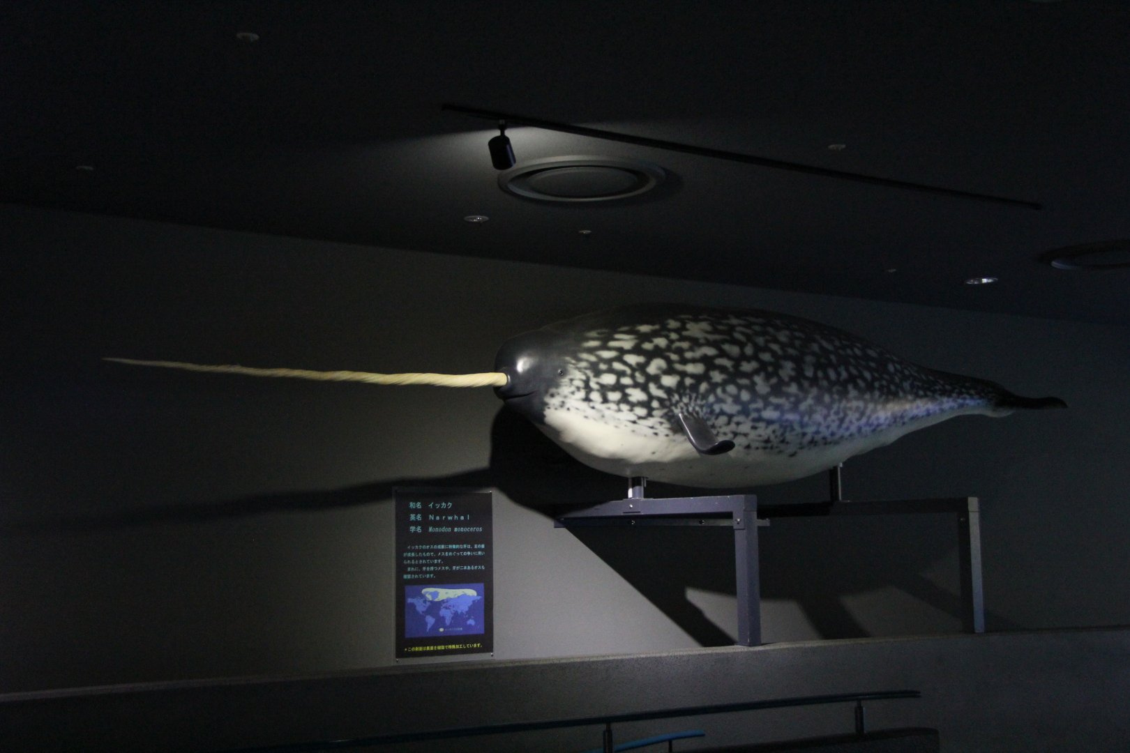 Narwhal (Monodon monoceros) replica