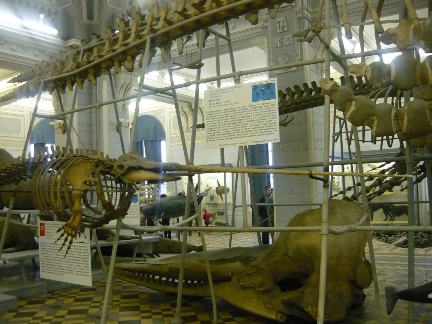 Narwhal skeleton and Sperm whale skyull