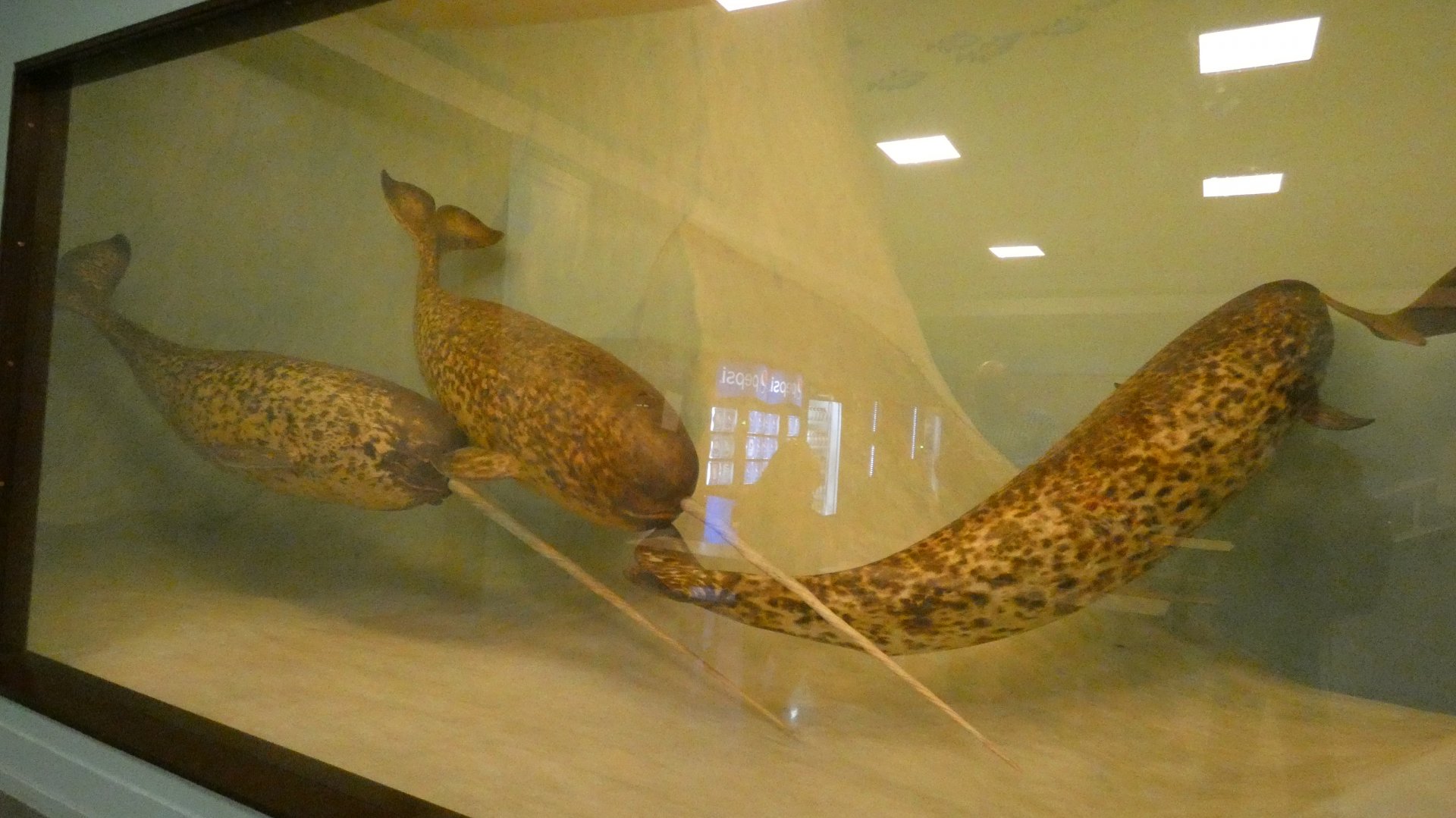 Narwhals - Feb. 2022