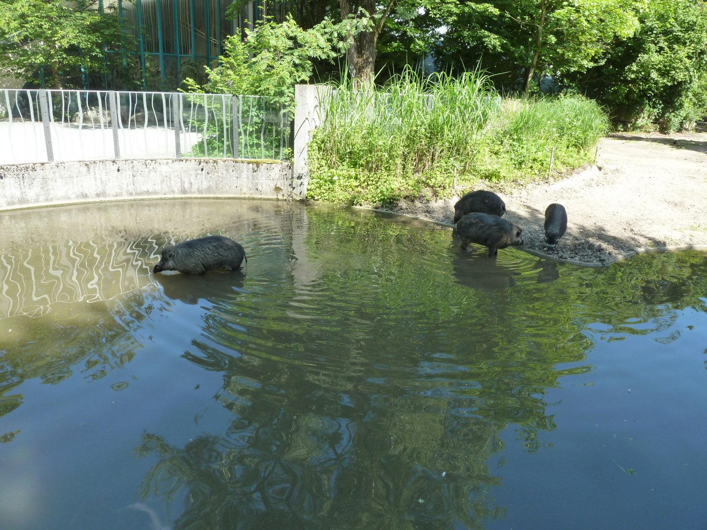 Nashornhaus - Visayan warty pig - Sus cebifrons negrinus