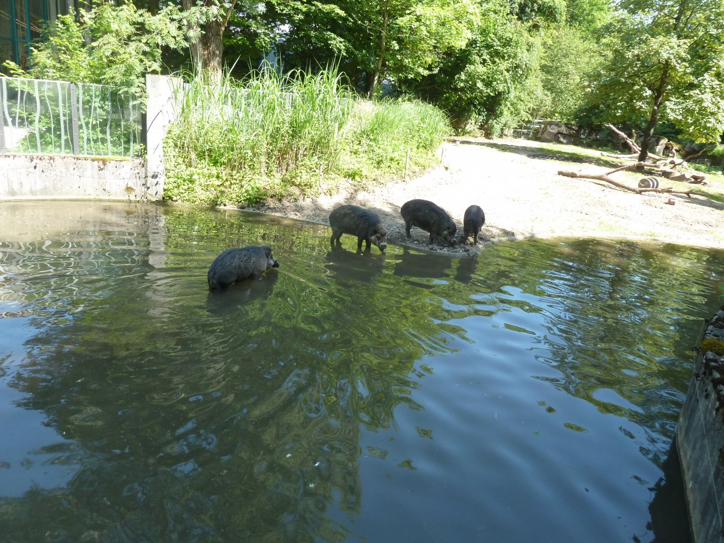 Nashornhaus - Visayan warty pig - Sus cebifrons nigrinus