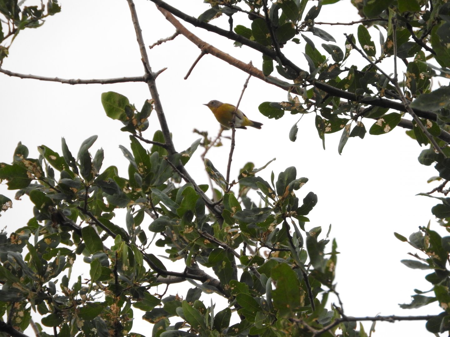 Nashville Warbler