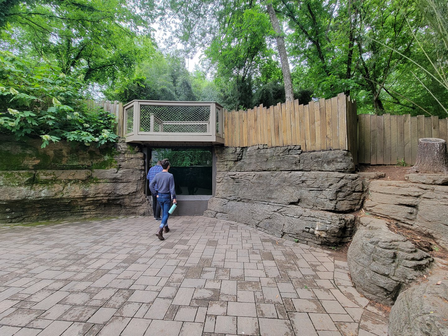 Nashville Zoo 5/22 - American alligator