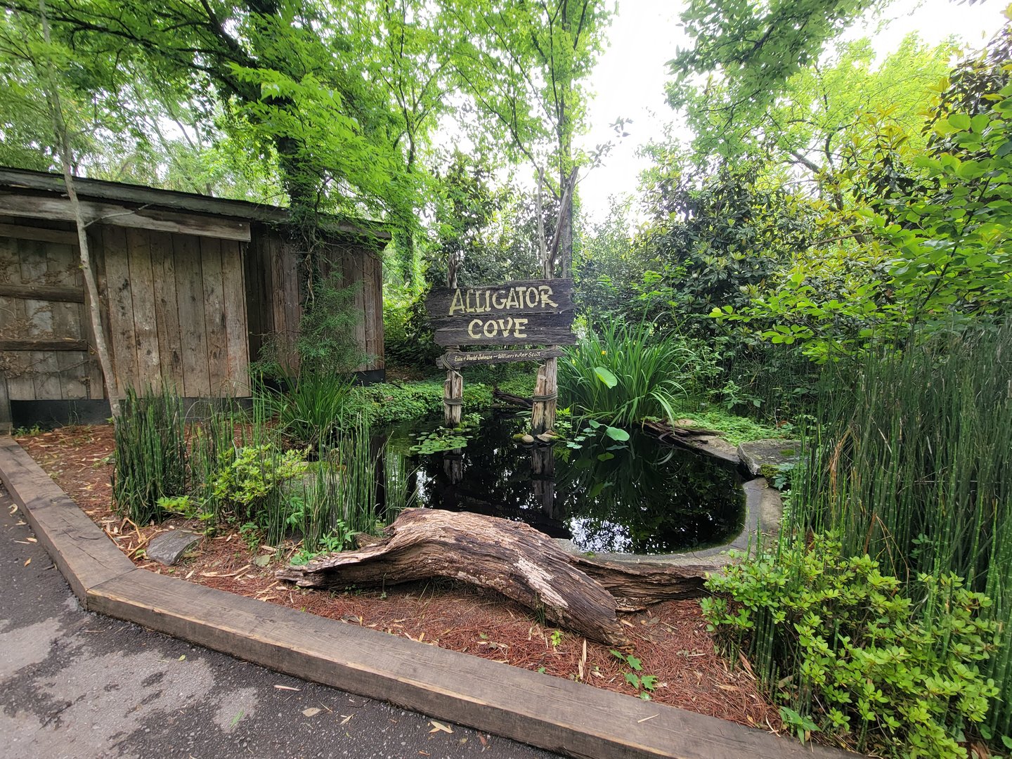 Nashville Zoo 5/22 - American alligator