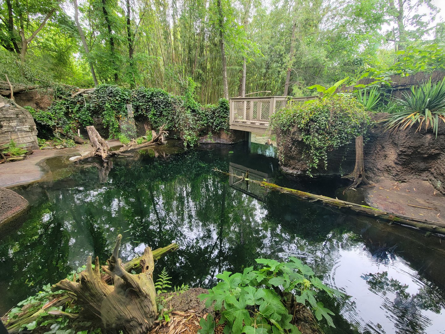 Nashville Zoo 5/22 - American alligator