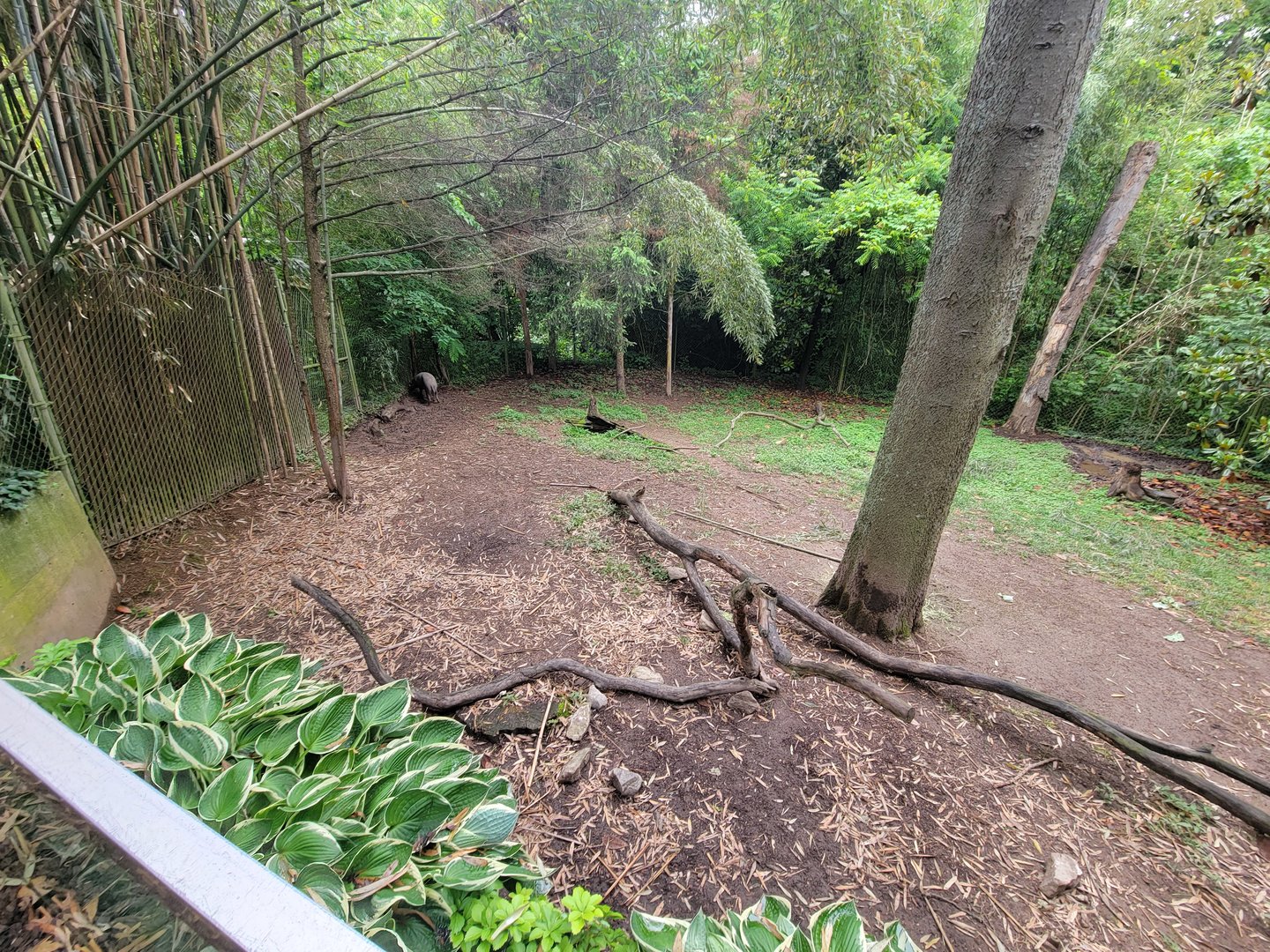 Nashville Zoo 5/22 - Babirusa