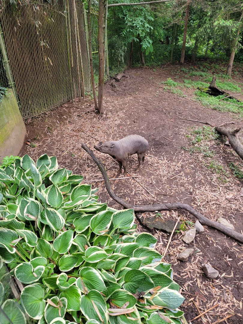 Nashville Zoo 5/22 - Babirusa