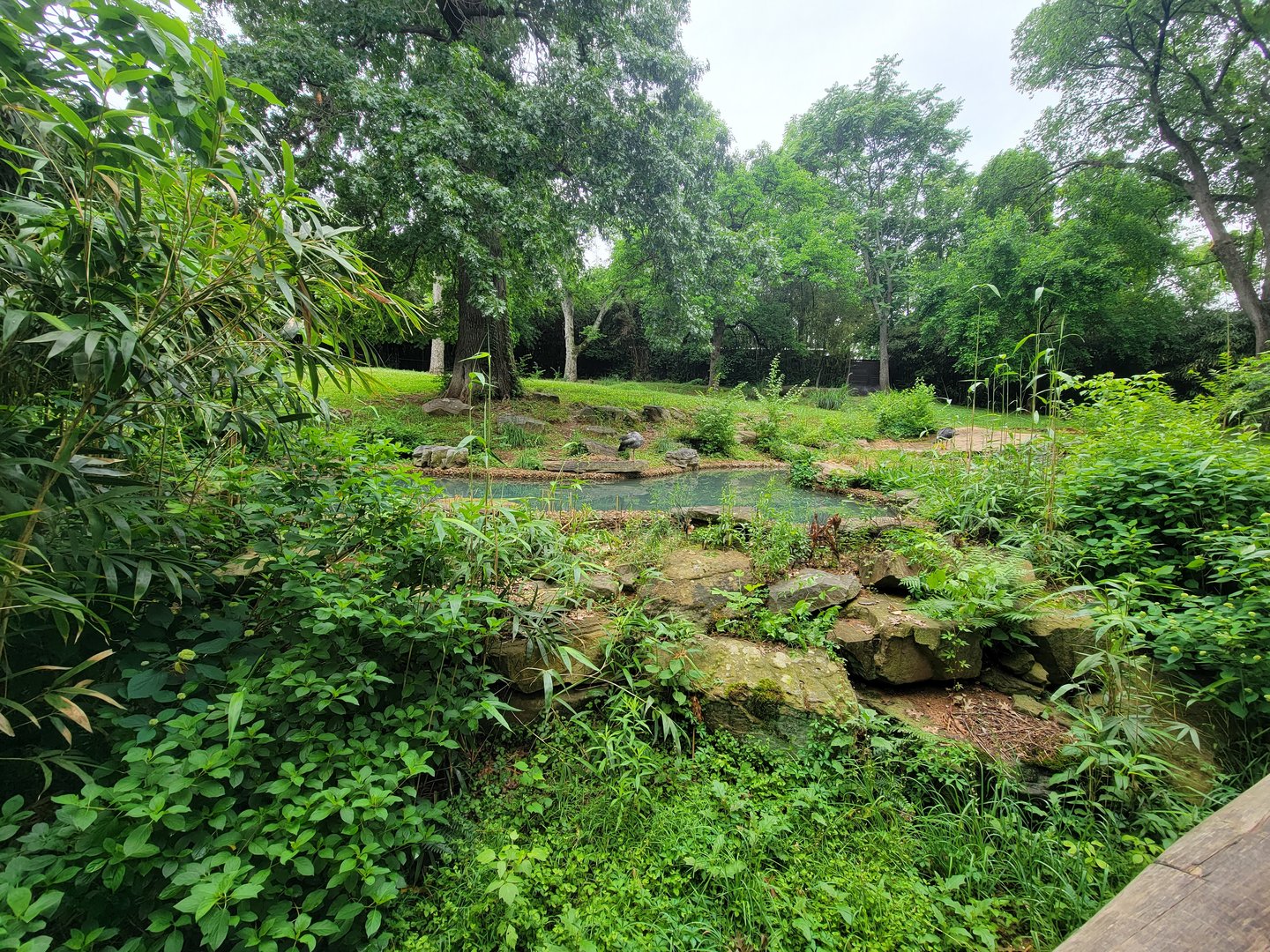 Nashville Zoo 5/22 - Baird's tapir and crested screamer