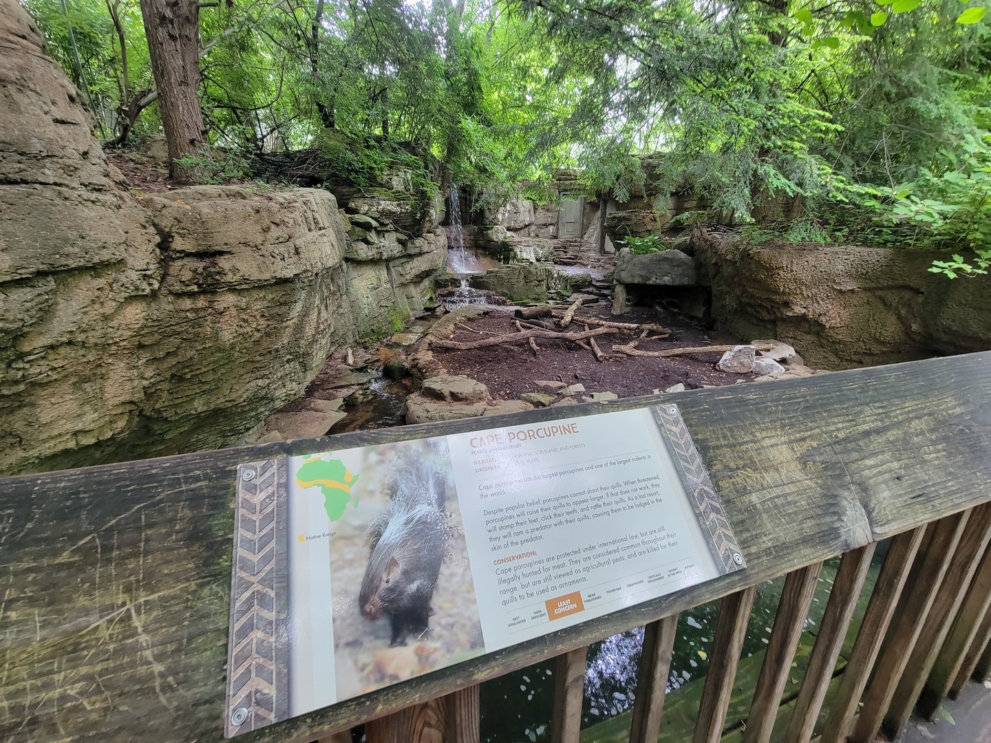 Nashville Zoo 5/22 - Cape porcupine