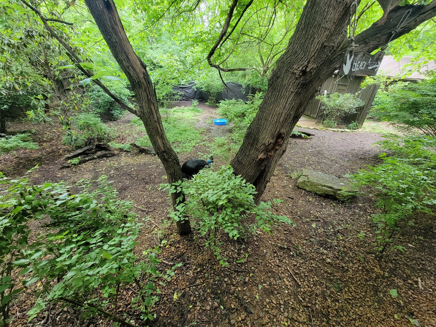 Nashville Zoo 5/22 - Cassowary