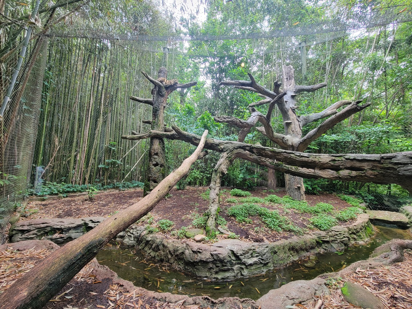 Nashville Zoo 5/22 - Clouded leopard