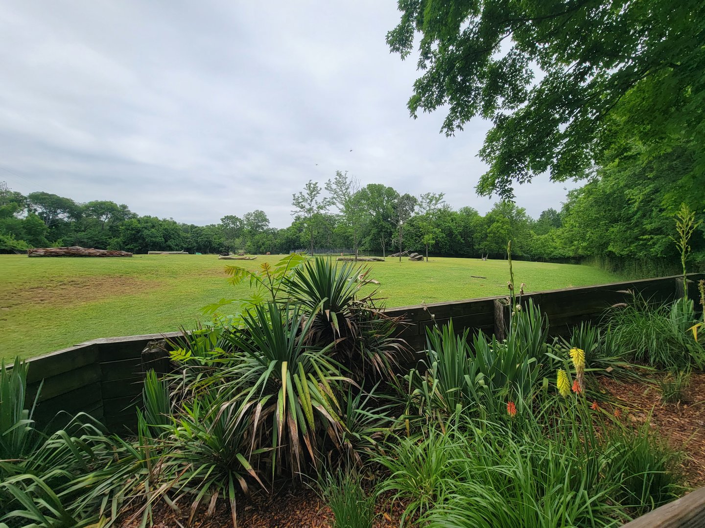 Nashville Zoo 5/22 - Common eland, plains zebra, bontebok, ostrich