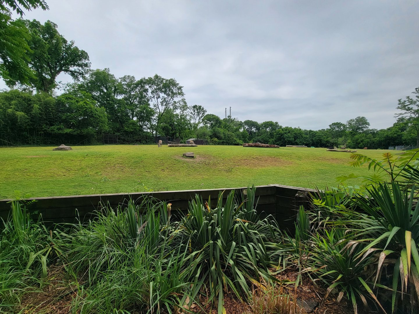 Nashville Zoo 5/22 - Common eland, plains zebra, bontebok, ostrich