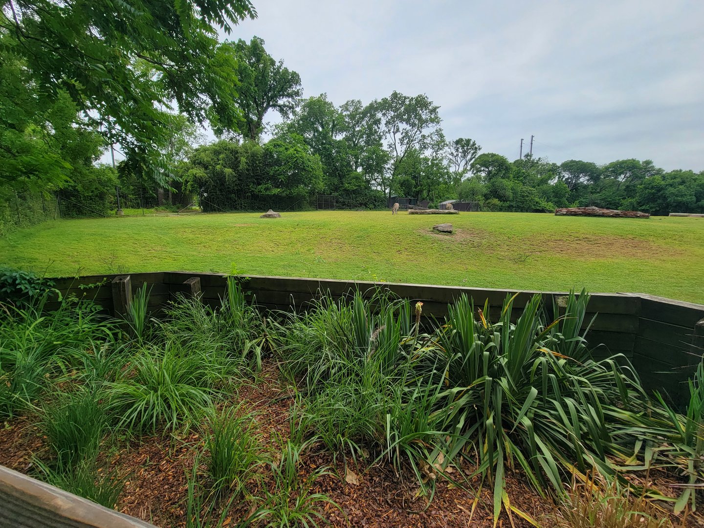 Nashville Zoo 5/22 - Common eland, plains zebra, bontebok, ostrich