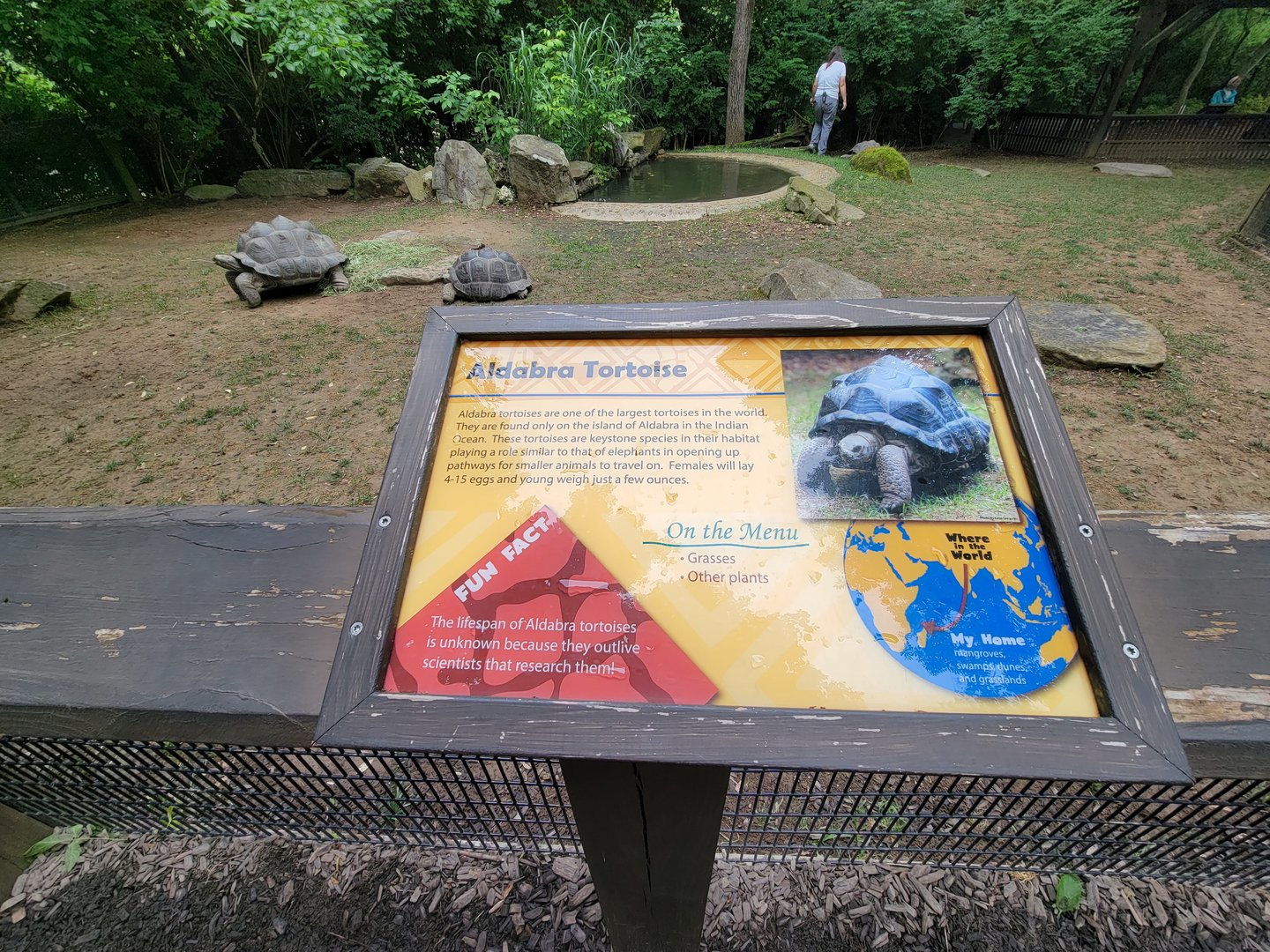 Nashville Zoo 5/22 - Critter Encounters area, Aldabra tortoises