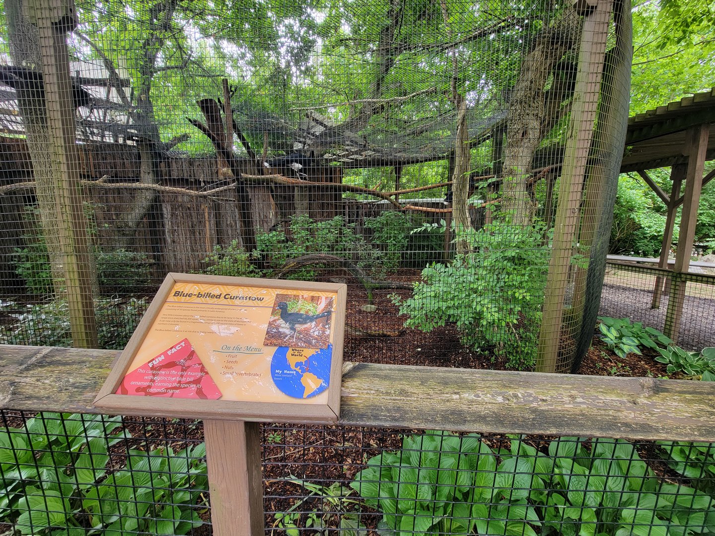 Nashville Zoo 5/22 - Critter Encounters area, blue-billed curassow