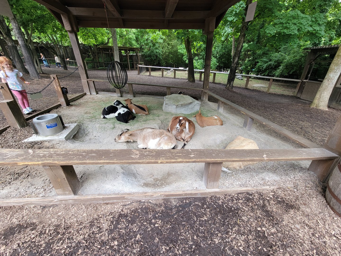 Nashville Zoo 5/22 - Critter Encounters area, goats