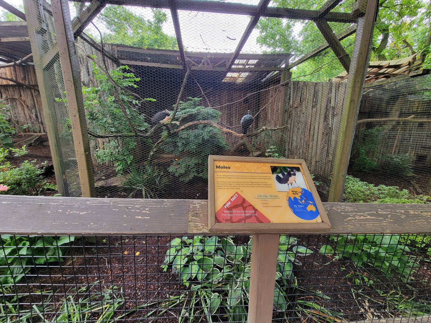 Nashville Zoo 5/22 - Critter Encounters area, maleo