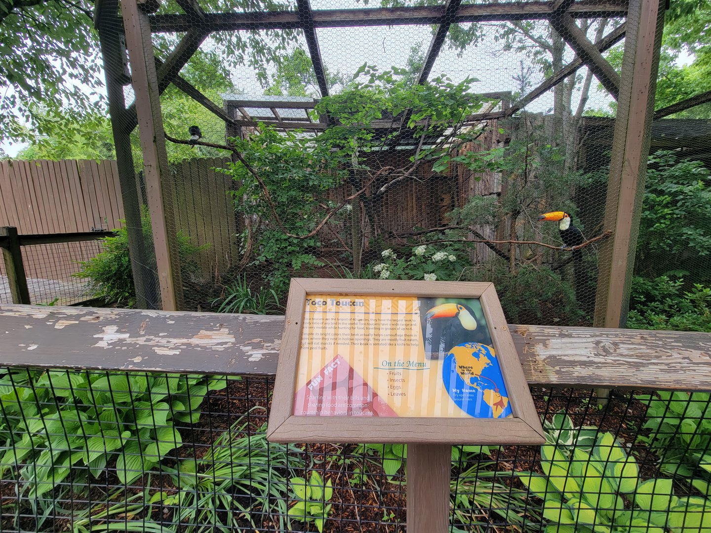 Nashville Zoo 5/22 - Critter Encounters area, toco toucan
