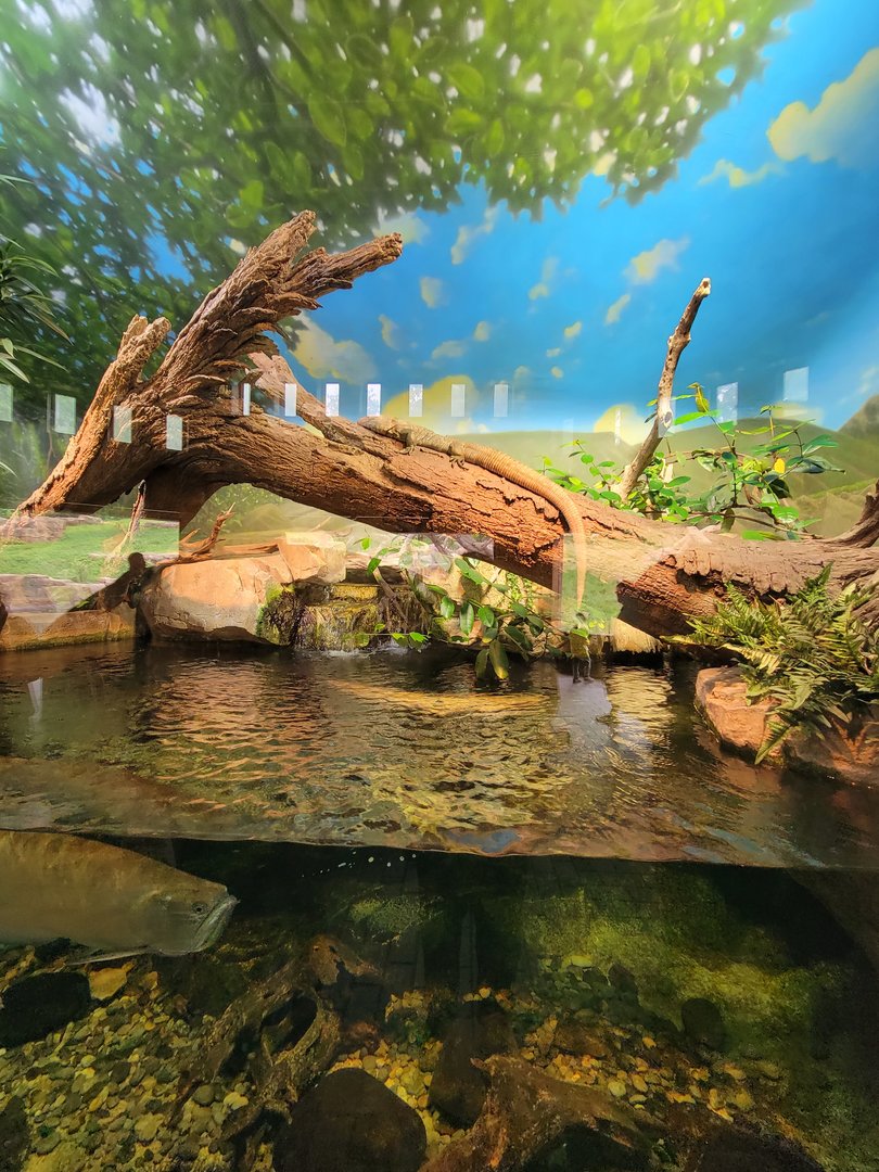 Nashville Zoo 5/22 - Expedition Peru, Andean bear viewing building, Amazon exhibit