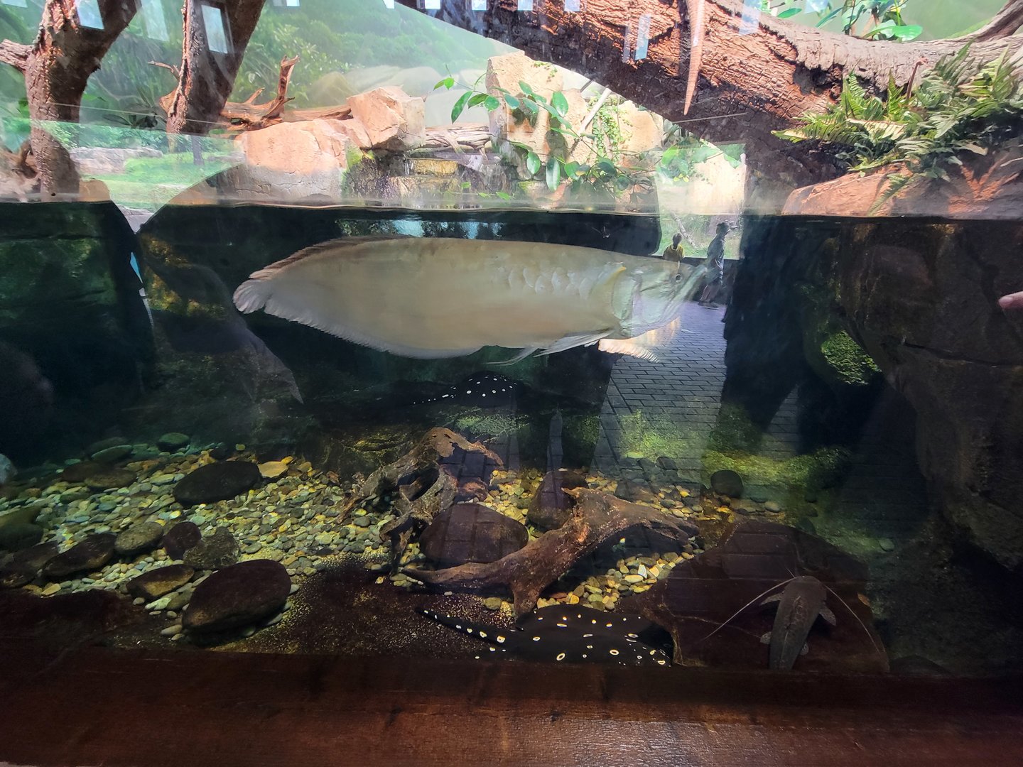 Nashville Zoo 5/22 - Expedition Peru, Andean bear viewing building, Amazon exhibit