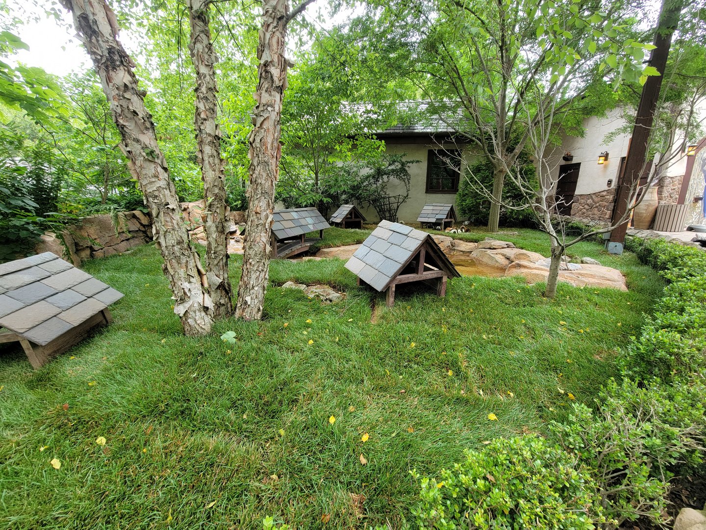 Nashville Zoo 5/22 - Expedition Peru, guinea pigs