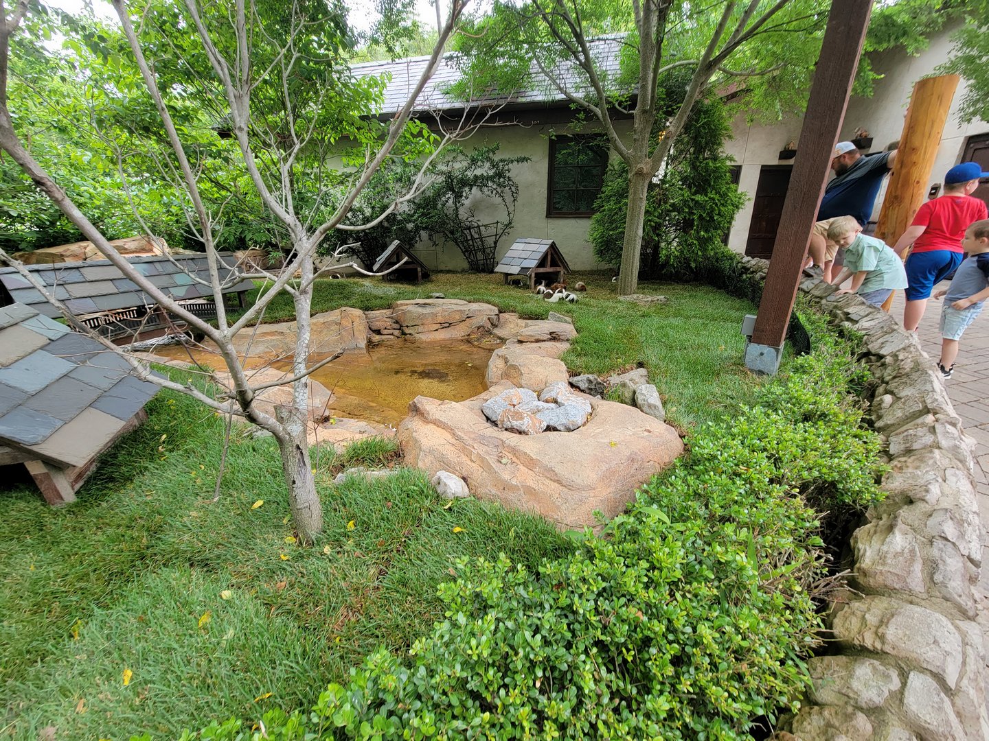 Nashville Zoo 5/22 - Expedition Peru, guinea pigs