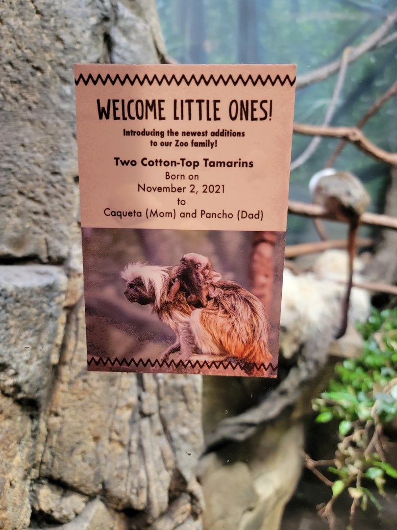 Nashville Zoo 5/22 - Expedition Peru, women's bathroom with cotton-top tamarins