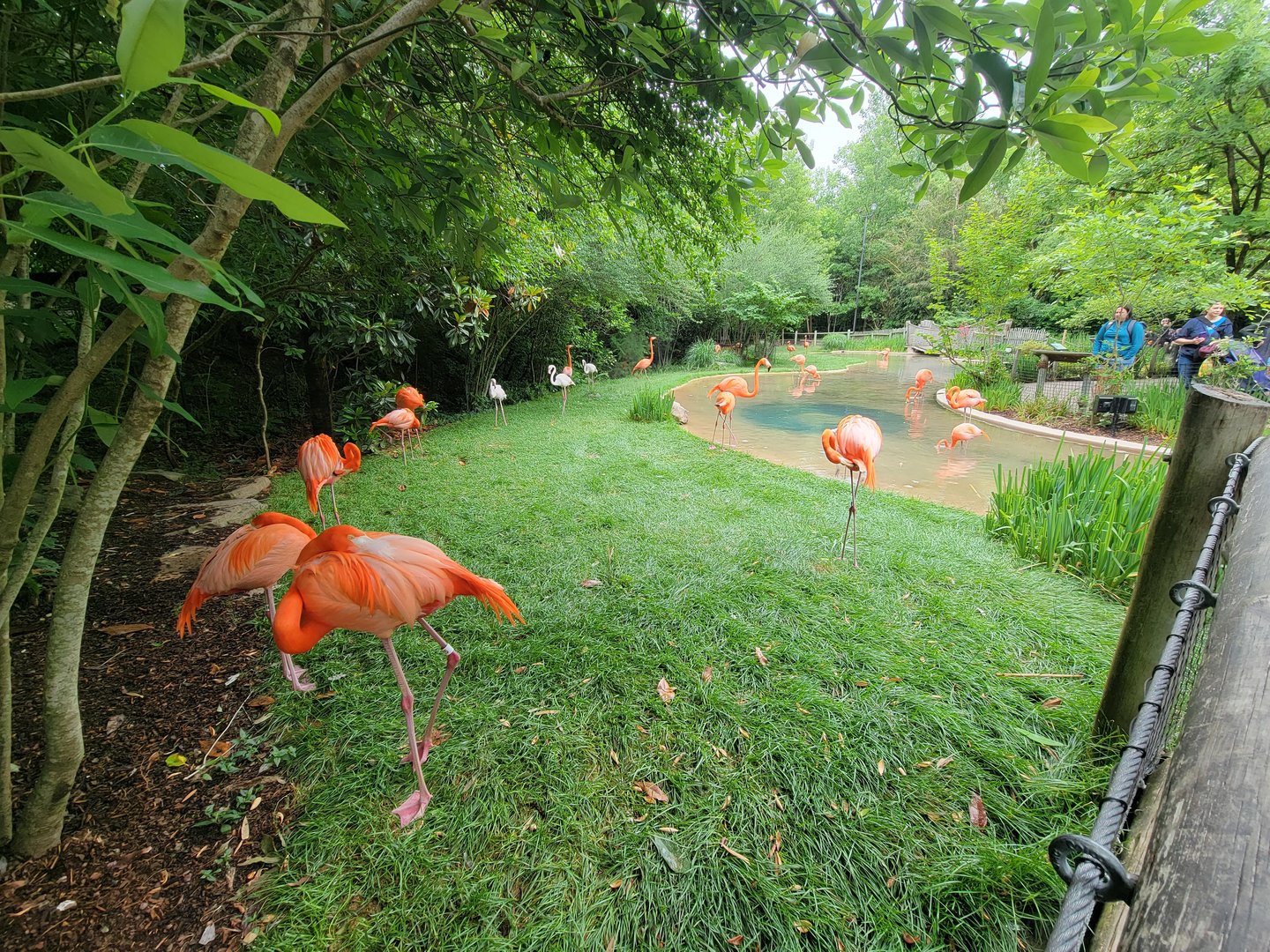 Nashville Zoo 5/22 - Flamingo Lagoon