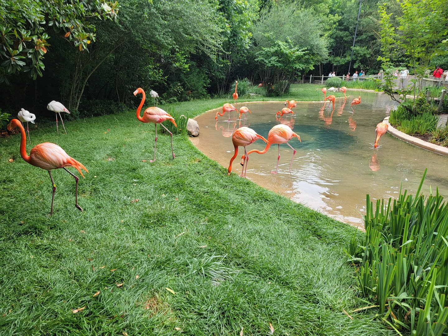 Nashville Zoo 5/22 - Flamingo Lagoon