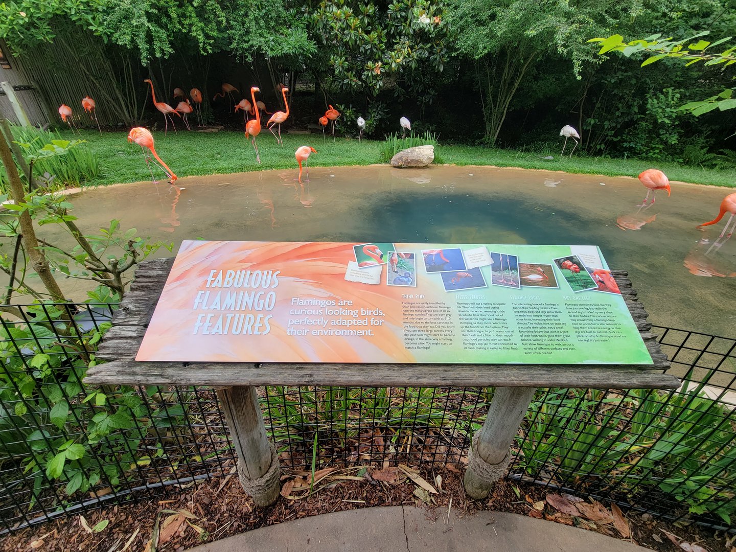 Nashville Zoo 5/22 - Flamingo Lagoon