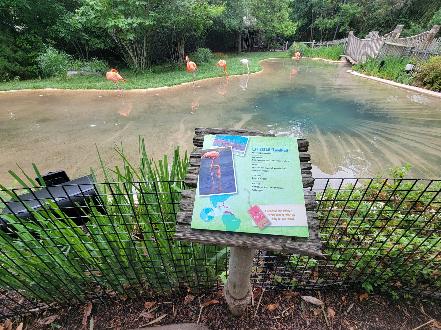 Nashville Zoo 5/22 - Flamingo Lagoon
